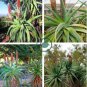 Aloe speciosa Succulents Garden Plants 20 Seeds