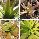 Aloe lineata Succulents Garden Plants 20 Seeds