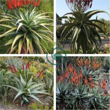 Aloe excelsa Succulents Garden Plants 20 Seeds
