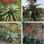 Aloe excelsa Succulents Garden Plants 20 Seeds