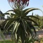 Aloe excelsa Succulents Garden Plants 20 Seeds