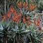 Aloe excelsa Succulents Garden Plants 20 Seeds