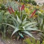 Aloe excelsa Succulents Garden Plants 20 Seeds