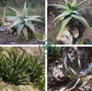 Aloe gilbertii Succulents Garden Plants 20 Seeds