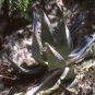 Aloe gilbertii Succulents Garden Plants 20 Seeds