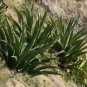 Aloe gilbertii Succulents Garden Plants 20 Seeds