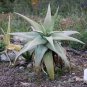Aloe gilbertii Succulents Garden Plants 20 Seeds