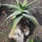 Aloe gilbertii Succulents Garden Plants 20 Seeds