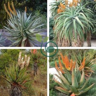 Aloe candelabrum Succulents Garden Plants 20 Seeds