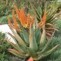 Aloe candelabrum Succulents Garden Plants 20 Seeds