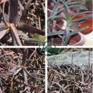 Aloe isaloensis Succulents Garden Plants 20 Seeds