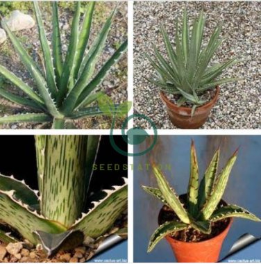 Agave difformis Succulents Garden Plants 20 Seeds