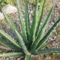 Agave difformis Succulents Garden Plants 20 Seeds