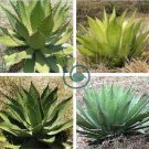 Agave inaequidens subsp. inaequidens Succulents Garden Plants 20 Seeds