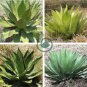 Agave inaequidens subsp. inaequidens Succulents Garden Plants 20 Seeds