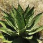 Agave inaequidens subsp. inaequidens Succulents Garden Plants 20 Seeds