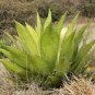 Agave inaequidens subsp. inaequidens Succulents Garden Plants 20 Seeds
