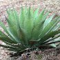 Agave inaequidens subsp. inaequidens Succulents Garden Plants 20 Seeds