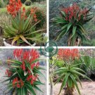 Aloe vaombe Succulents Garden Plants 20 Seeds