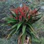 Aloe vaombe Succulents Garden Plants 20 Seeds
