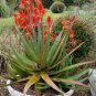 Aloe vaombe Succulents Garden Plants 20 Seeds