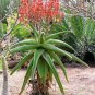 Aloe vaombe Succulents Garden Plants 20 Seeds