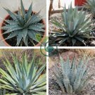 Agave mckelveyana Succulents Garden Plants 20 Seeds