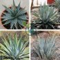 Agave mckelveyana Succulents Garden Plants 20 Seeds