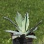 Agave flexispina Succulents Garden Plants 20 Seeds