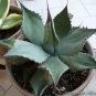 Agave flexispina Succulents Garden Plants 20 Seeds