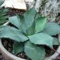 Agave chiapensis Succulents Garden Plants 20 Seeds
