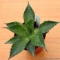 Agave chiapensis Succulents Garden Plants 20 Seeds