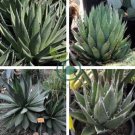 Agave ghiesbreghtii 'Purpusorum' Succulents Garden Plants 20 Seeds