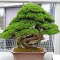 Mini Japanese Cedar 20 Seeds