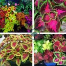 Coleus Plants Rare Rainbow Coleus blumei Bonsai 400 Seeds
