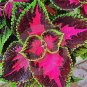 Coleus Plants Rare Rainbow Coleus blumei Bonsai 400 Seeds