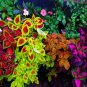 Coleus Plants Rare Rainbow Coleus blumei Bonsai 400 Seeds