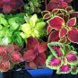 Coleus Plants Rare Rainbow Coleus blumei Bonsai 400 Seeds