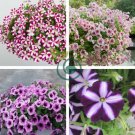 Hanging Petunia Bonsai Flower Blue Morning Glory Bonsai 400 Seeds