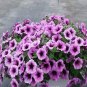 Hanging Petunia Bonsai Flower Blue Morning Glory Bonsai 400 Seeds