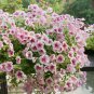 Hanging Petunia Bonsai Flower Blue Morning Glory Bonsai 400 Seeds