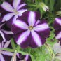 Hanging Petunia Bonsai Flower Blue Morning Glory Bonsai 400 Seeds