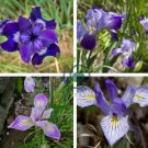Iris Flower Plants 200 Seeds
