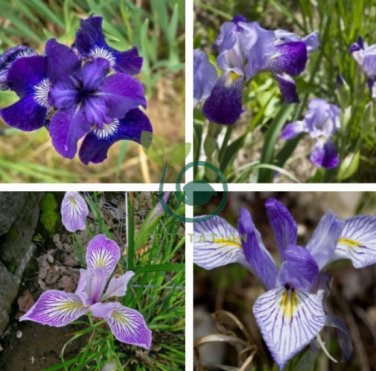 Iris Flower Plants 200 Seeds