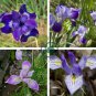 Iris Flower Plants 200 Seeds
