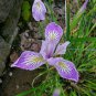 Iris Flower Plants 200 Seeds