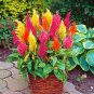 Colorful Pteris Cockscomb 200 Seeds