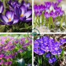 February LAN Charming Color Flower 200 Seeds