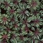 Mixed Oxalis Bonsai Flowers Rare Color Rotary Oxalis Versicolor 200 Seeds