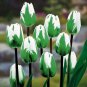 Tulip Flores Bonsai 200 Seeds